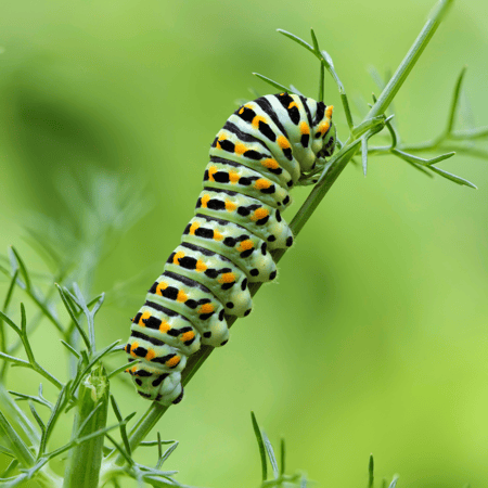 Caterpillar